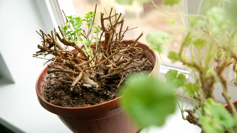 repotted fuchsia on a windowshill