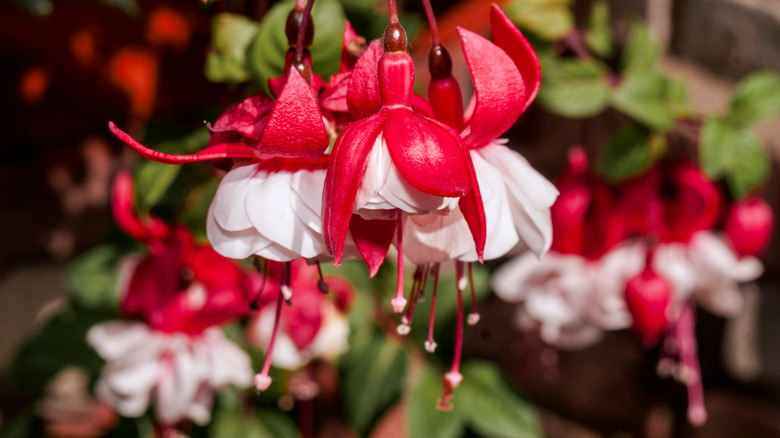 Red and white fuchsia plant