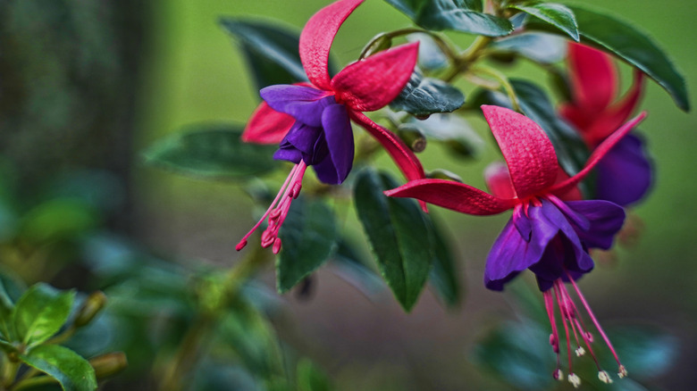 red and purple fuchsia in bloom