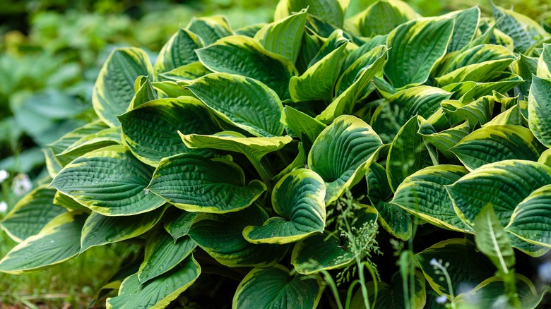 Hosta up close