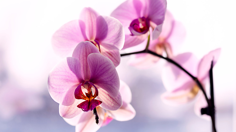 Pink orchid