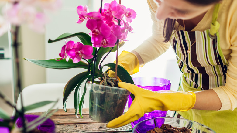 Orchid pot