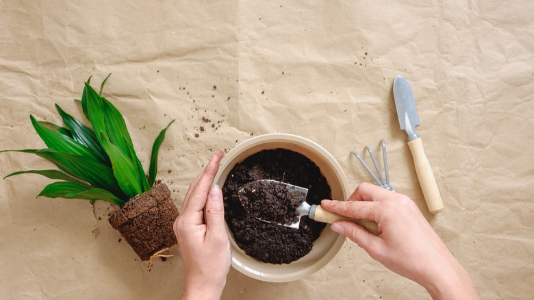Potting a plant