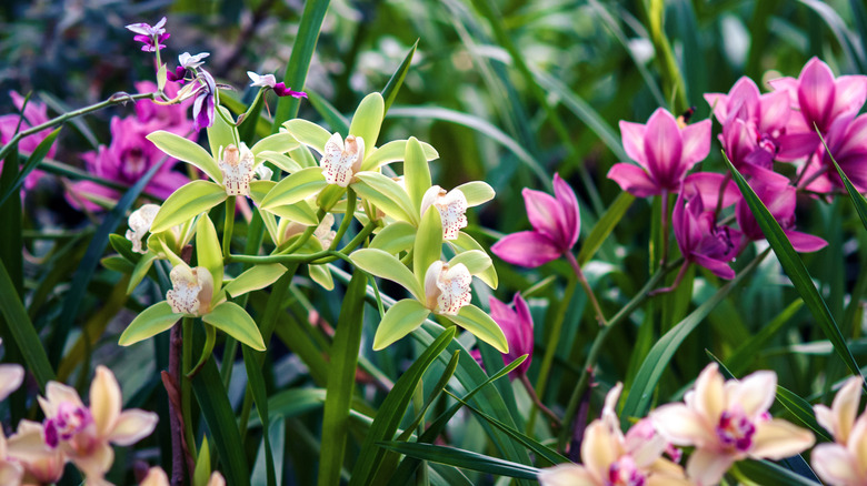 Different colored orchids