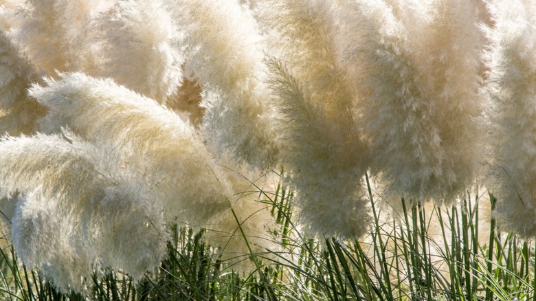 Closeup planted pampass grasses