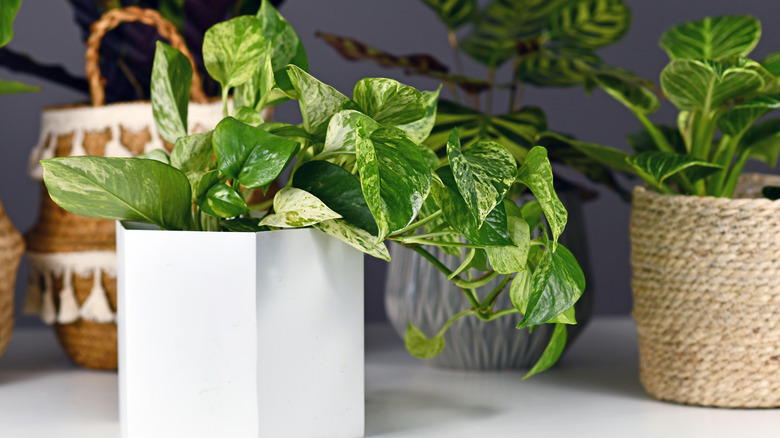 Small pothos in a white container