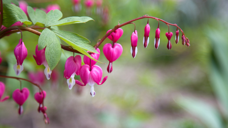 Bleeding heart vine