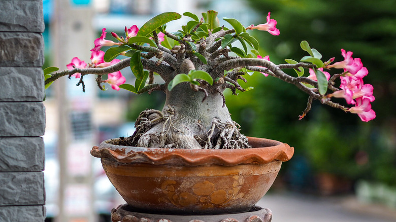 young potted desert rose
