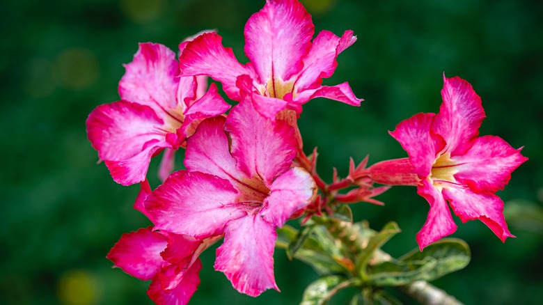 hot pink adenium close-up