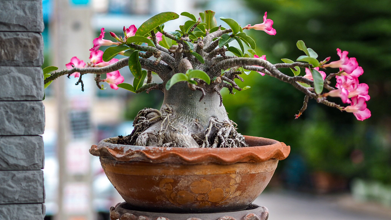 Desert Rose, Adenium seeds Impala lily for sowing