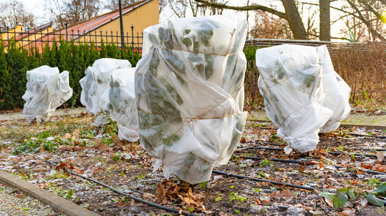 winterized cactuses in garden