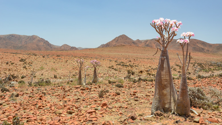 How to Plant, Grow and Care For Desert Rose Plants