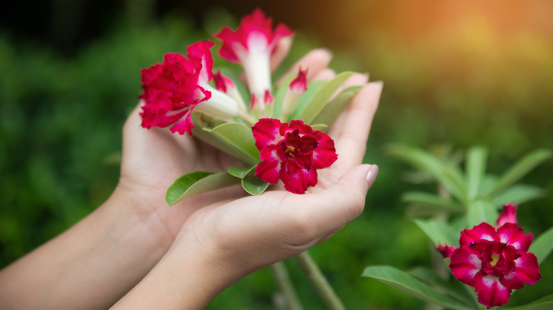woman holding red adenium flower