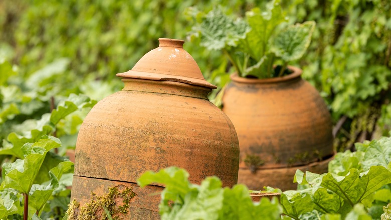 Forcing rhubarb with pots 