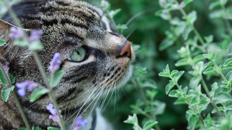 Striped cat in catnip plants