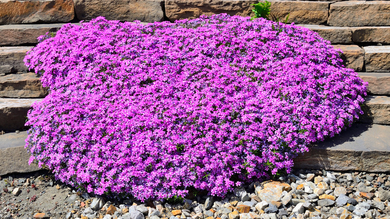 creeping phlox near a stone wall