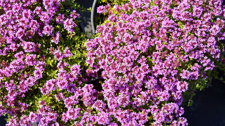 Large section of creeping thyme