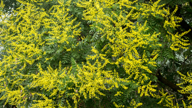 Golden rain tree close-up