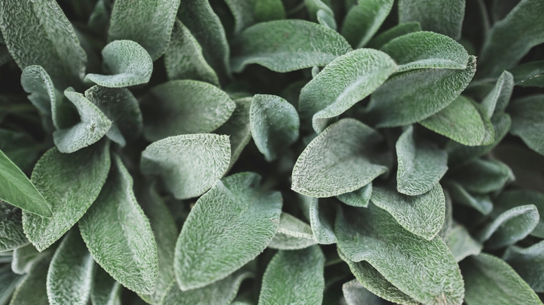 Lamb's ear plant