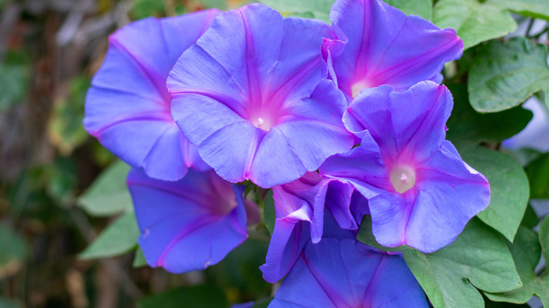 Bunch of morning glory flowers