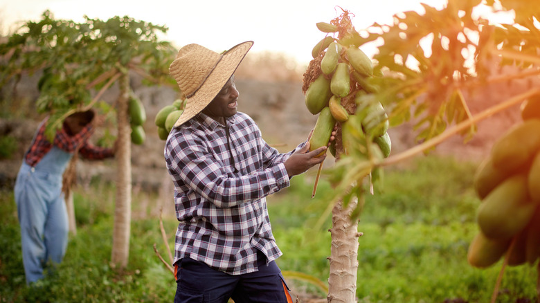harvesting papaya