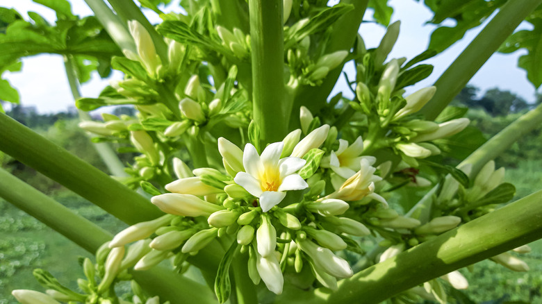 papaya tree flowers