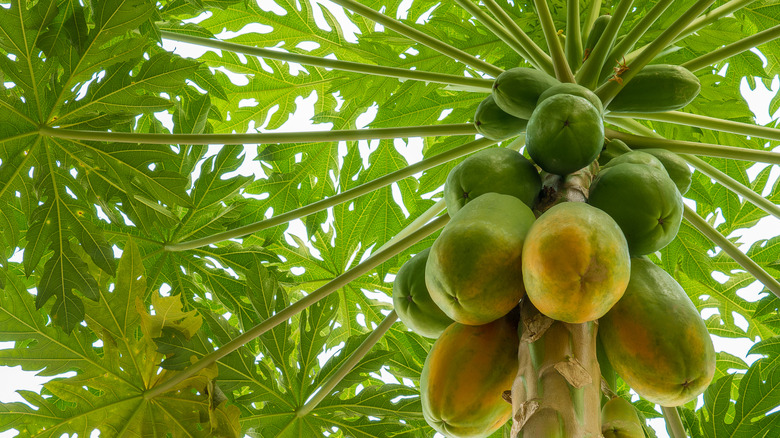 papaya tree with fruit