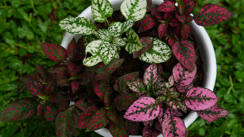 polka dot plants in pot