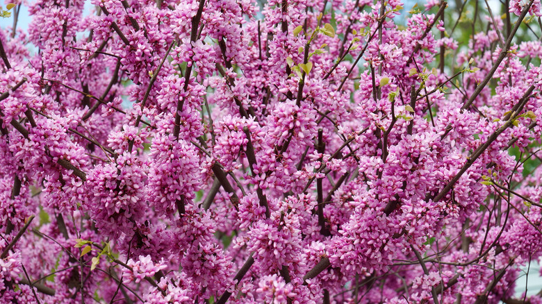 Closeup redbud tree bloom