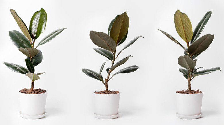 Three potted rubber trees