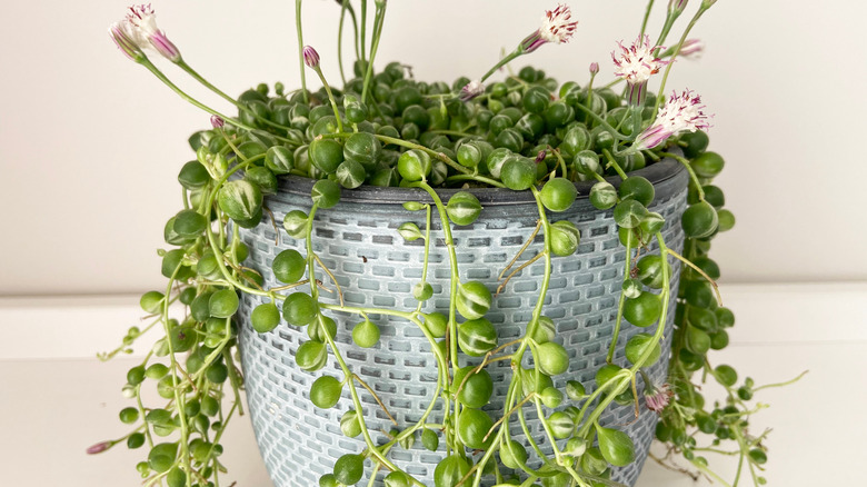 flowering string of pearls plant