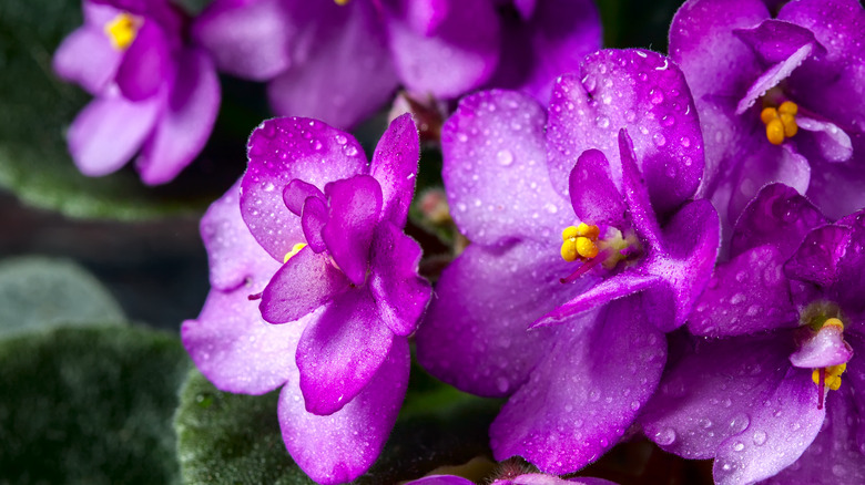 African violets up close shot
