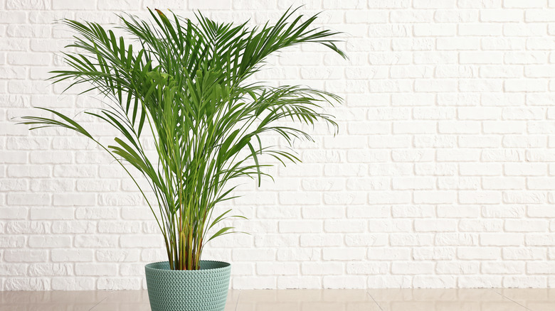 Areca palm in blue pot