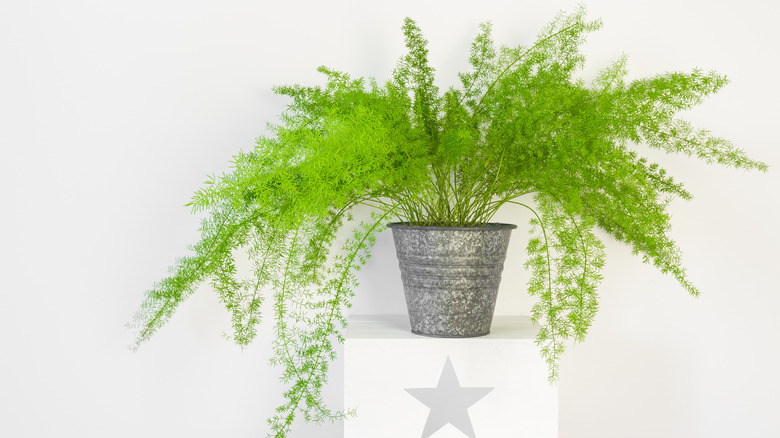 Asparagus fern in tin pot