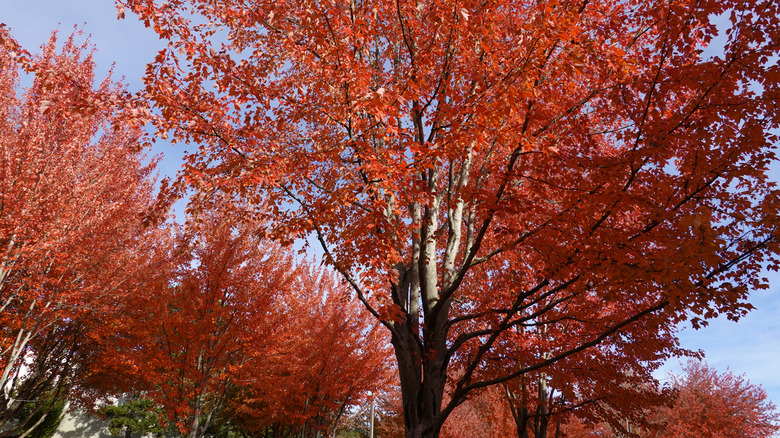 Autumn Blaze Maple trees