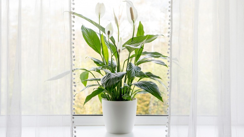 Peace Lily plant sunlight