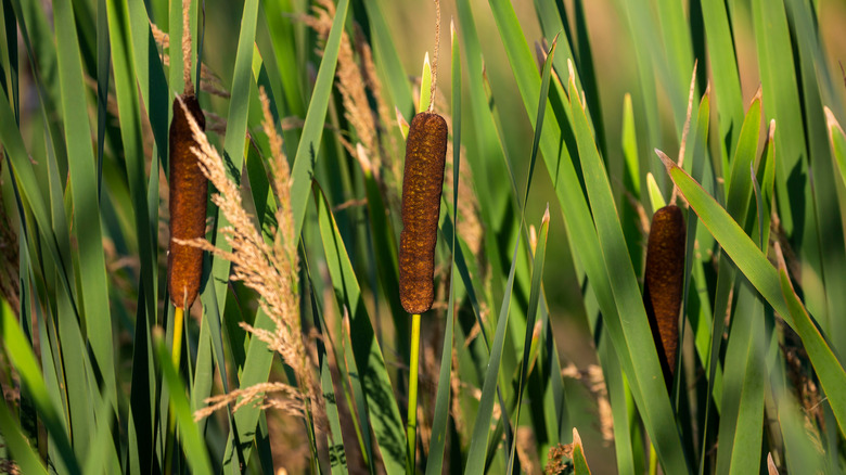 Cattail plant cluster