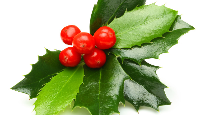 holly sprig with red berries 