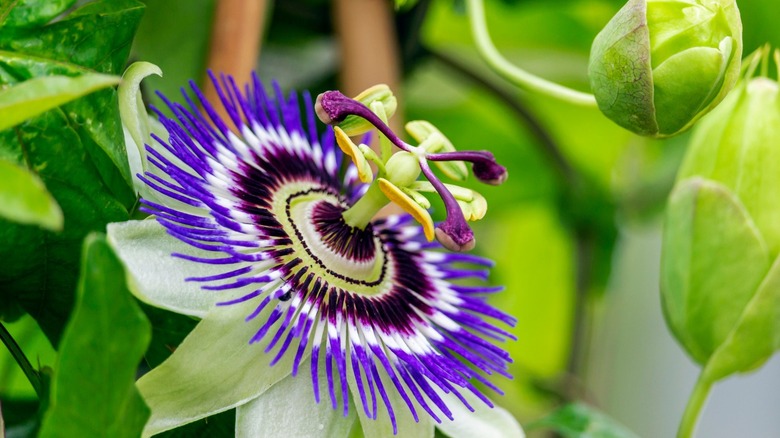 purple white passion flower