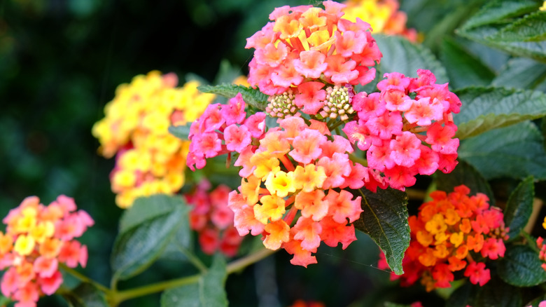 colorful lantana blossoms