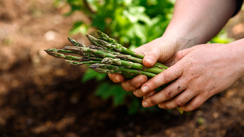 hands holding asparagus in garden