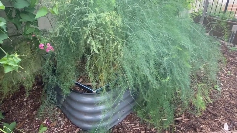 Large asparagus officinalis plant growing in a container