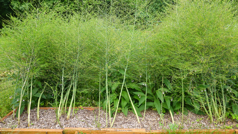 Asparagus officinalis growing in the garden