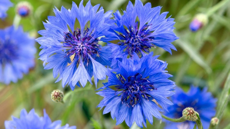 close up blue cornflowers