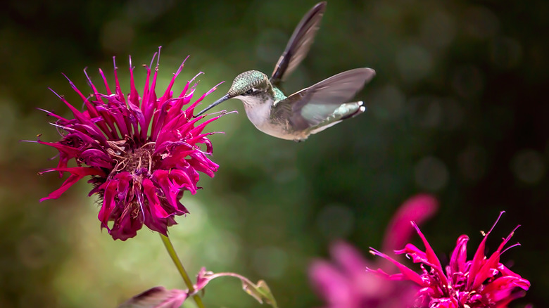 hummingbird with bee balm