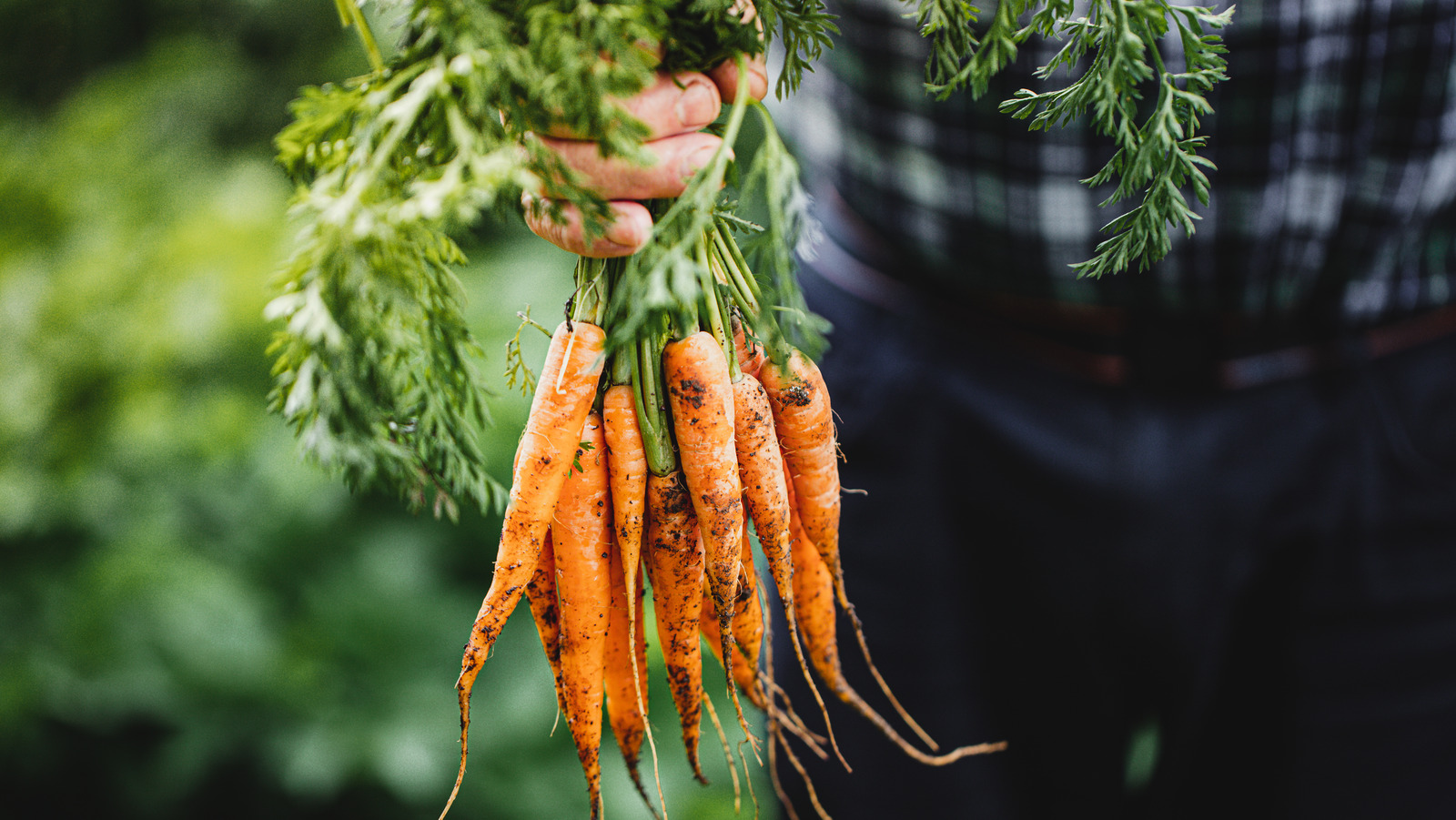 How To Successfully Grow Carrots In Containers