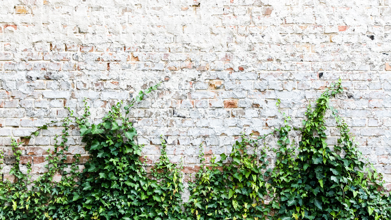 English ivy spreading on white wall