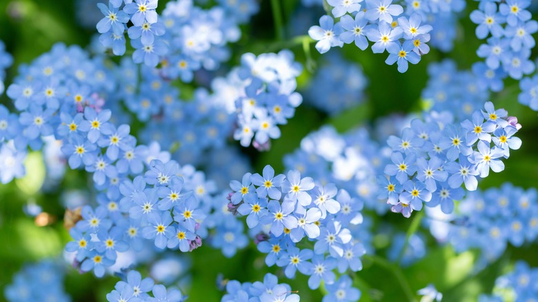 blue forget me not flowers