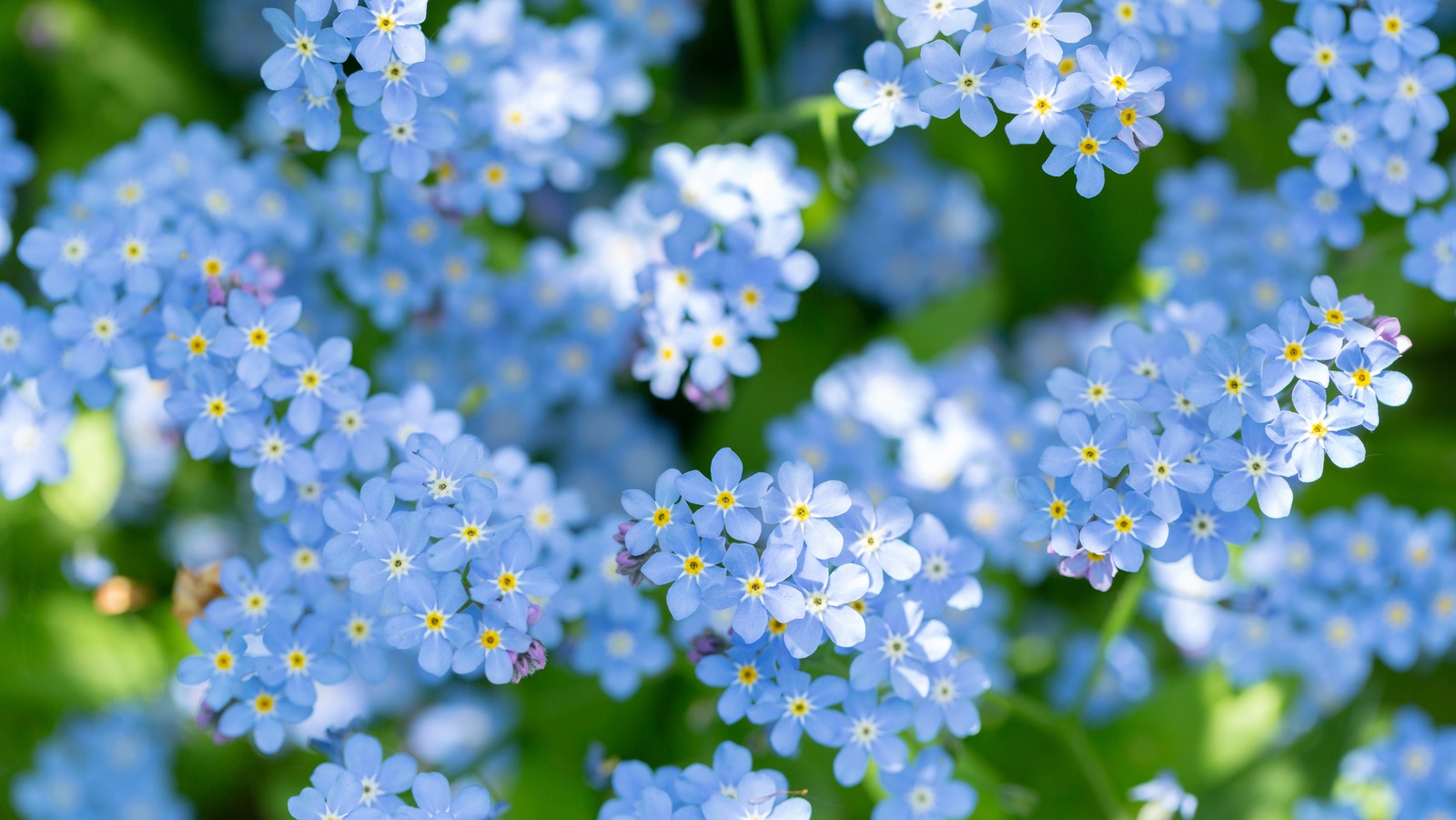 Forget-Me-Not Flowers - How To Grow Forget-Me-Nots