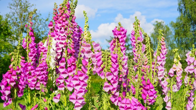 Purple foxgloves in a garden